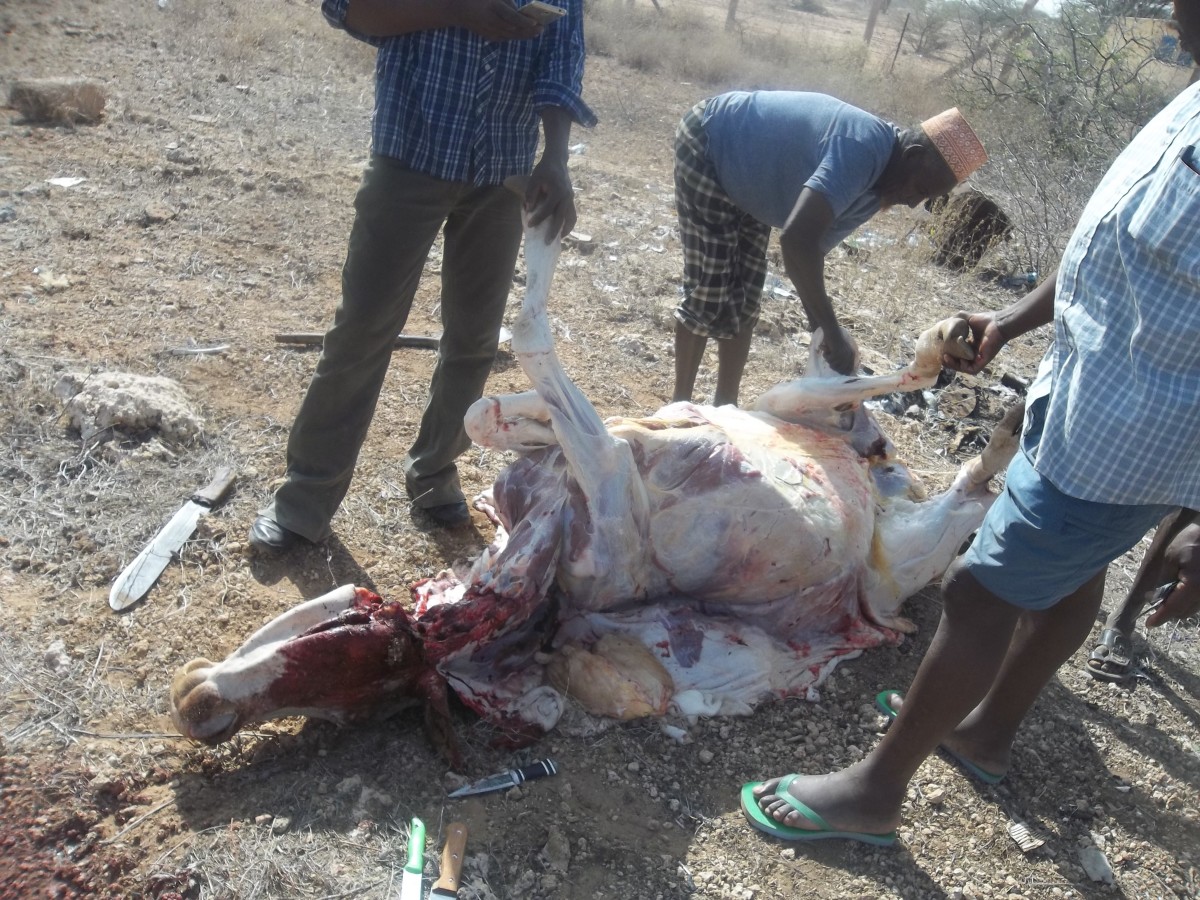 Slaughtering a cow - all the blood is drained to the ground and in innards thrown to the marabou storks