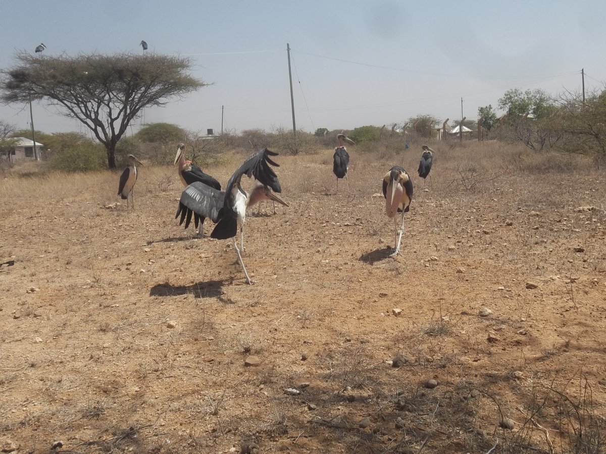 Marabou storks waiting for their share of the kill