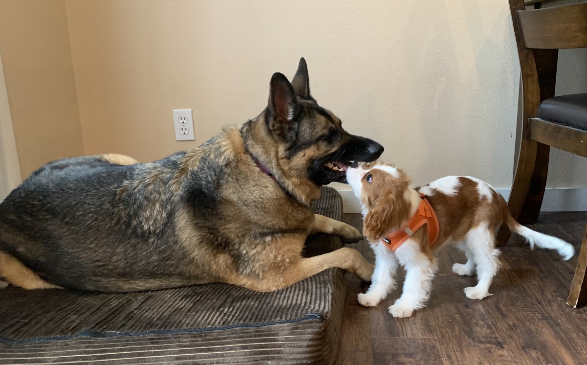 German shepherd and cavalier store king charles spaniel mix