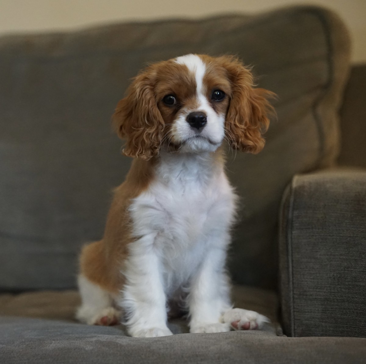 Cavalier