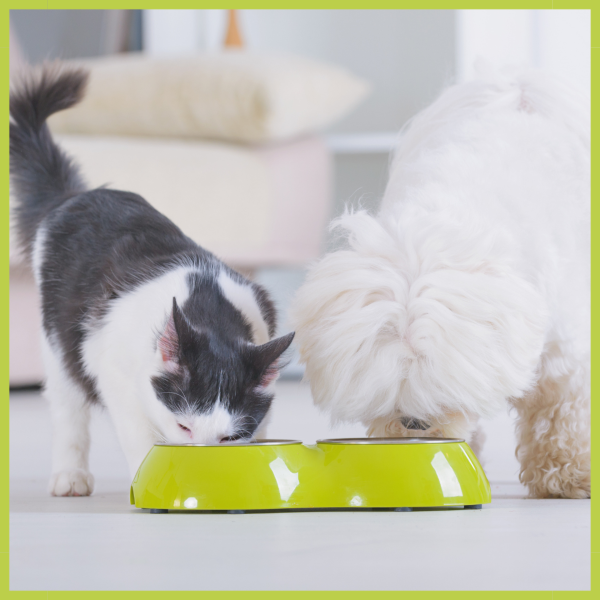 4 Smart Ways to Stop a Dog From Stealing Cat Food