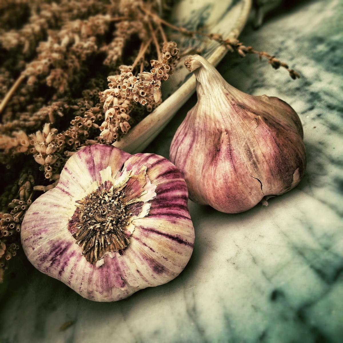 The bacteria that infect gum tissue and cause periodontal disease are reduced by the antibacterial properties of garlic.