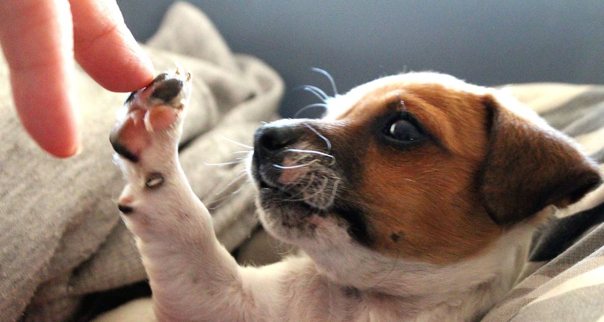 What Makes a Dog Like Someone? HubPages