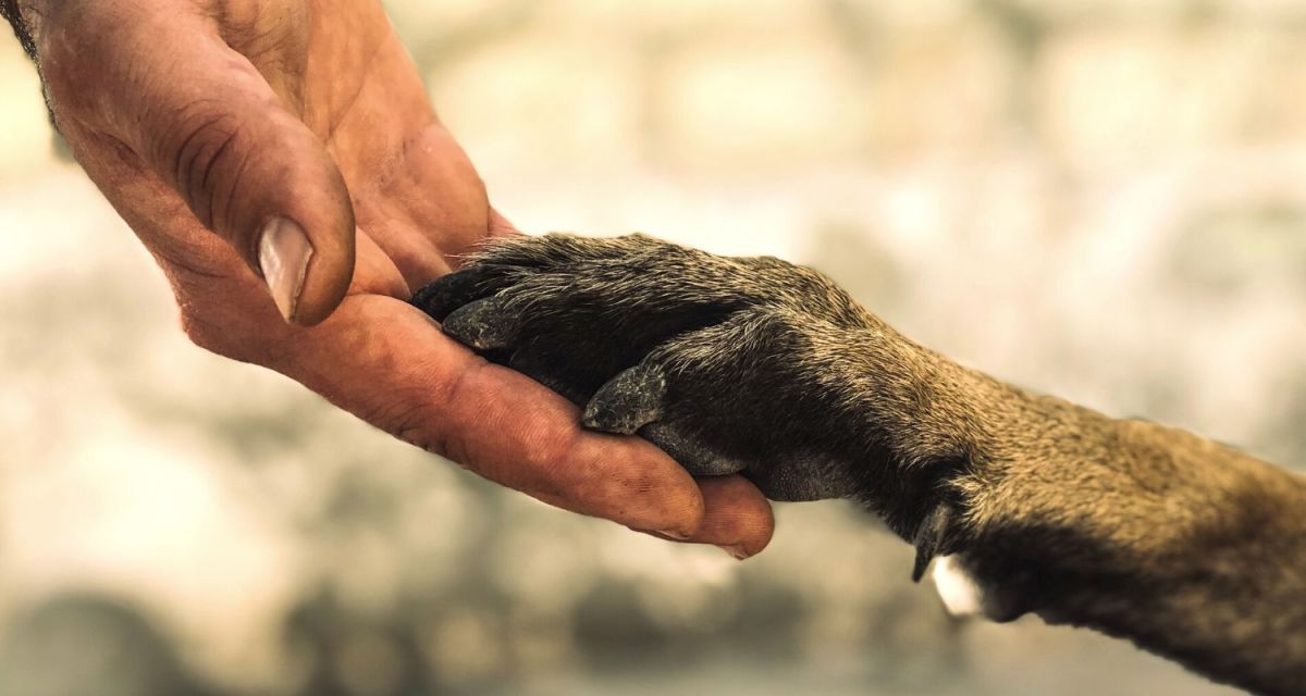 What Makes a Dog Like Someone? HubPages