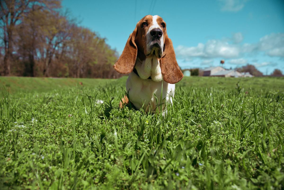 are basset hounds loving