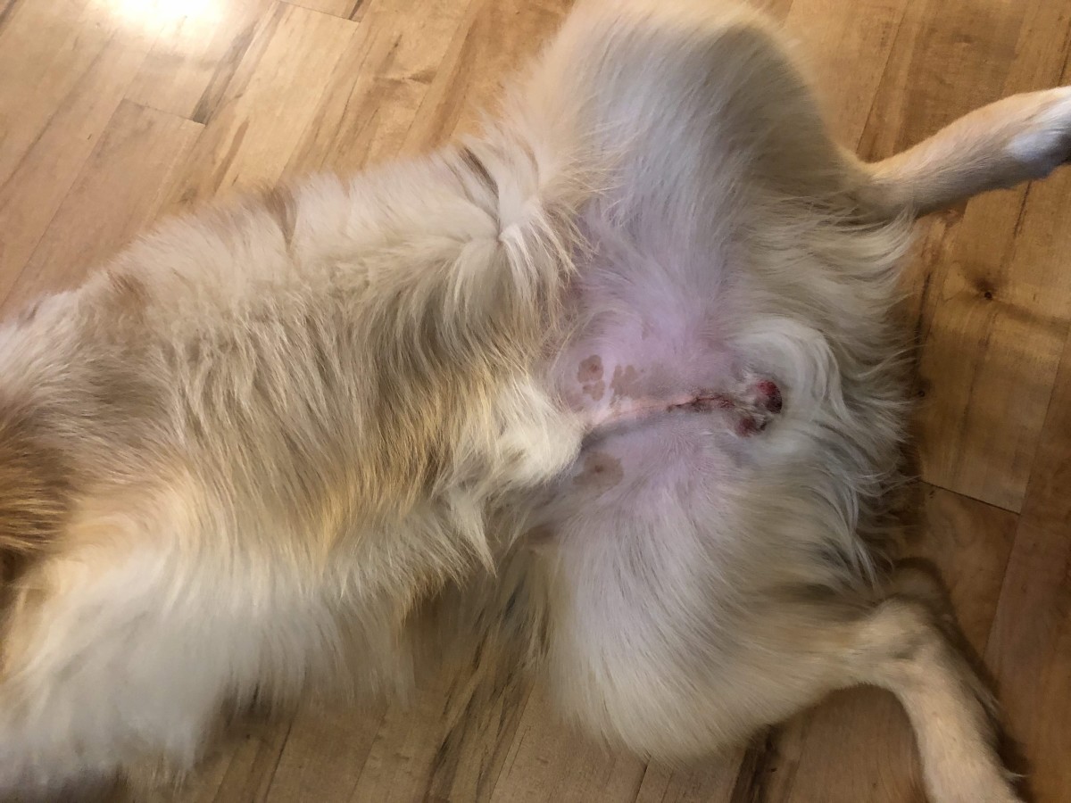 Is My Dog's Surgery Incision Infected? Discover the Warning Signs and Remedies in this blog post.