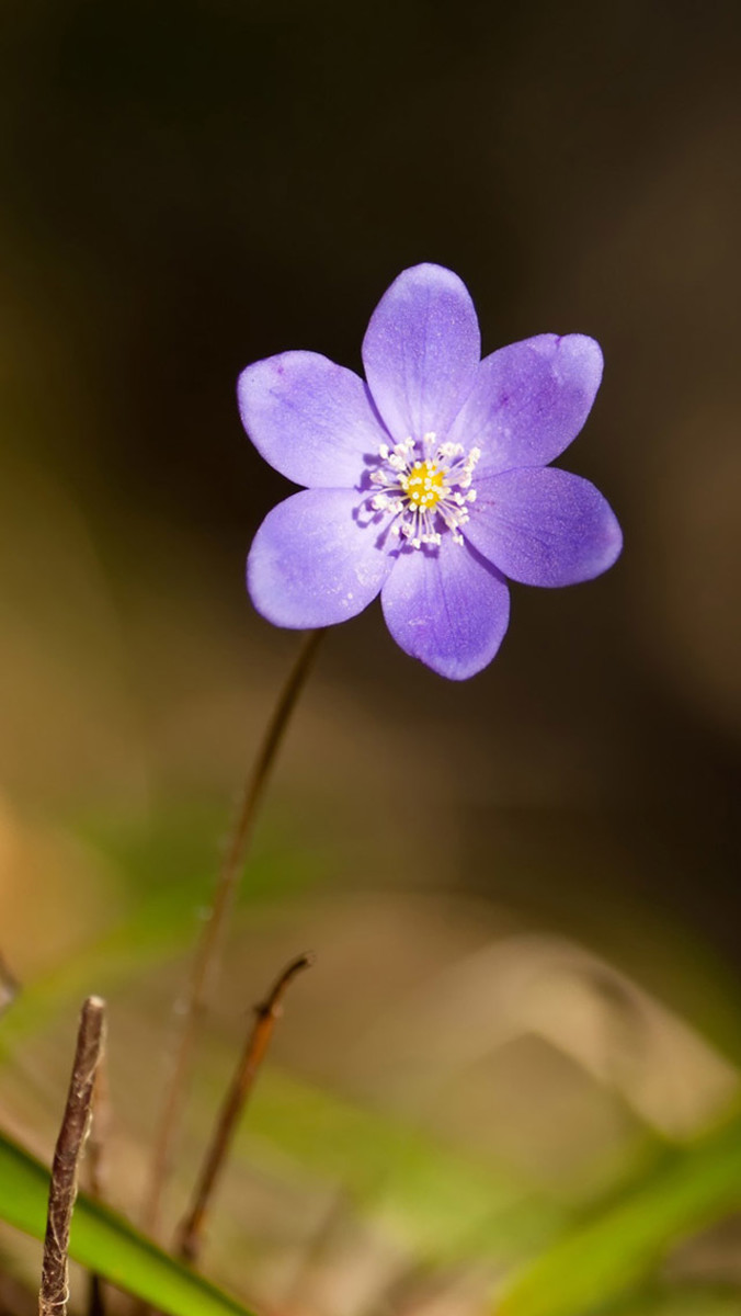 妈妈像紫罗兰花一样美丽，她以紫罗兰命名。