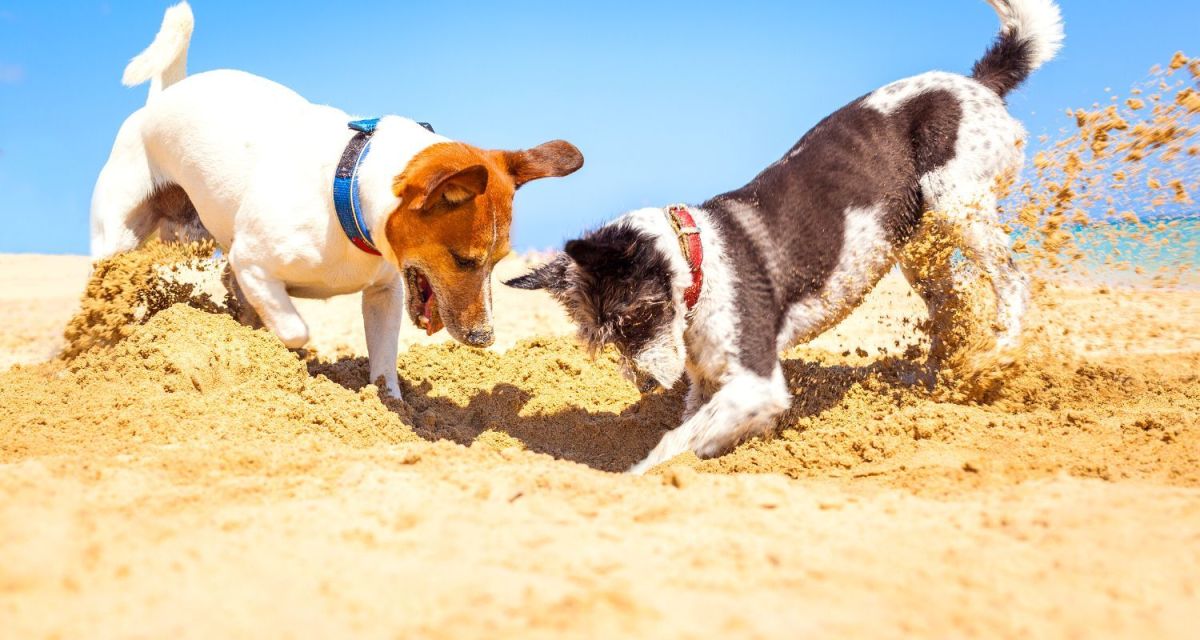 6 Common Reasons Dogs Dig (And What to Do About It)