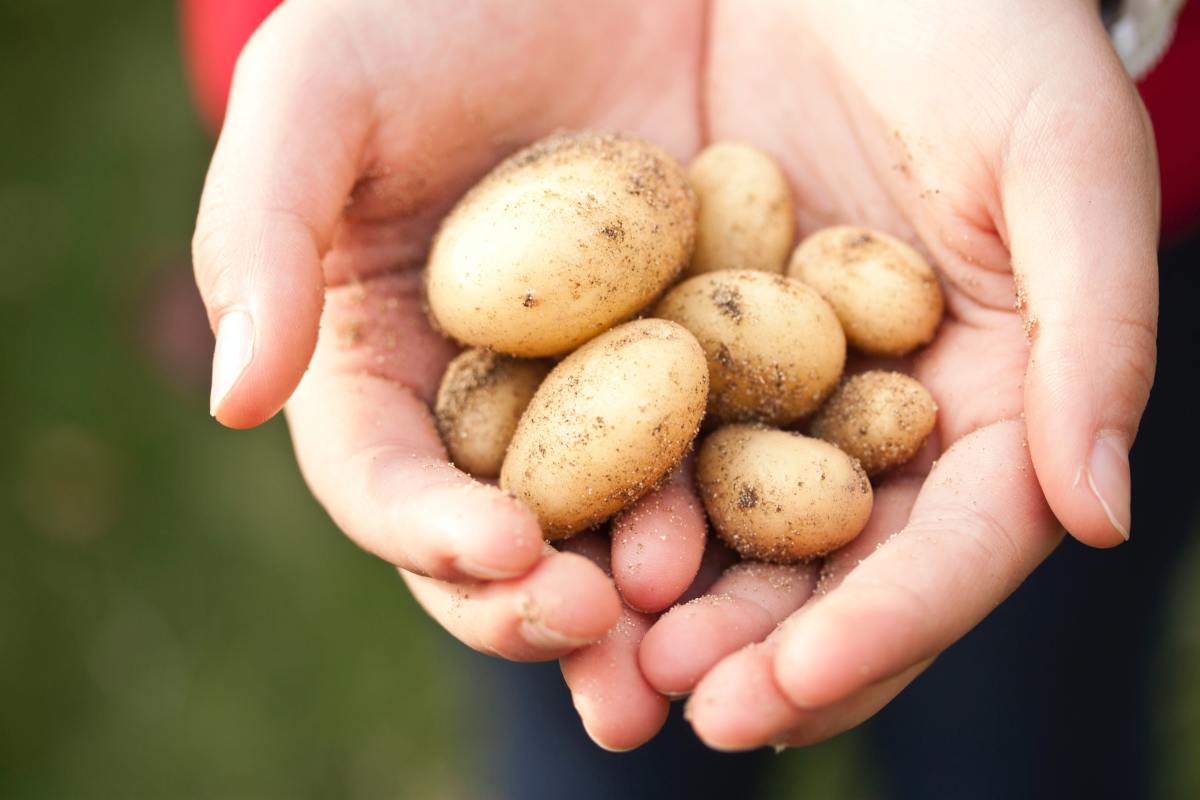 Sustainable Potato Harvesting: Techniques for Small-Scale Farmers