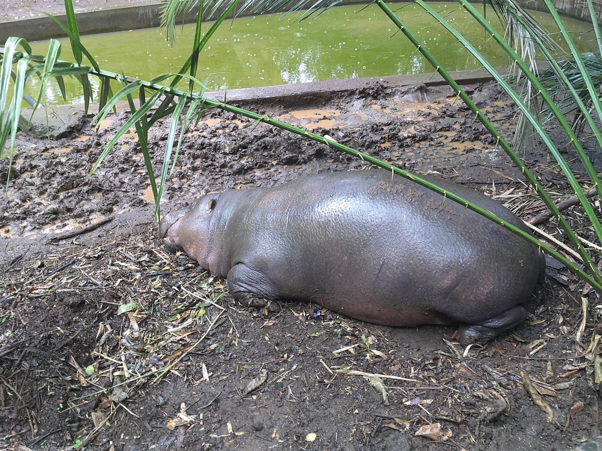  A hippo snoozing in its corner at the Nairobi Nature Walk 