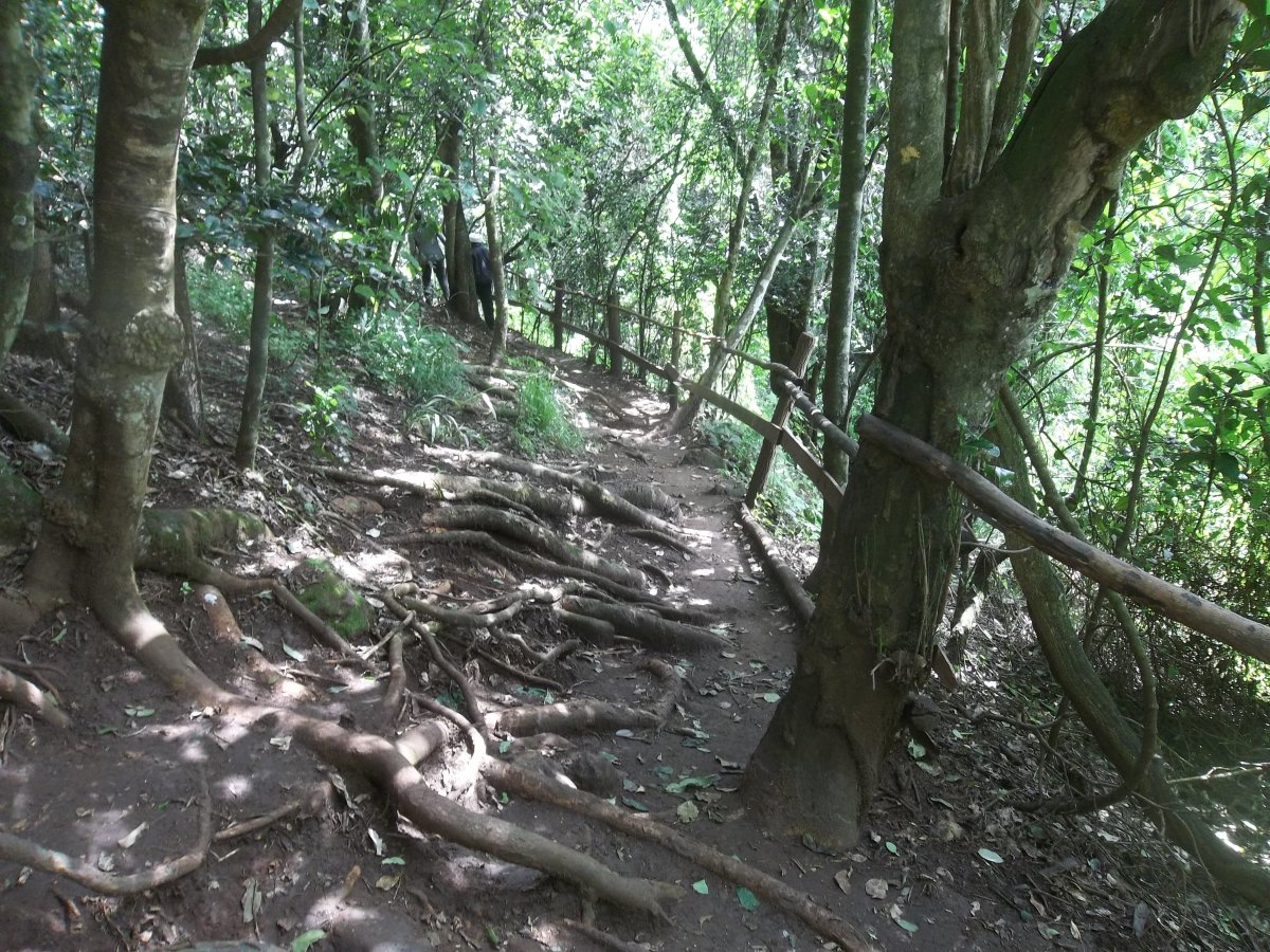 A section of the Ololua Nature Trail in Karen
