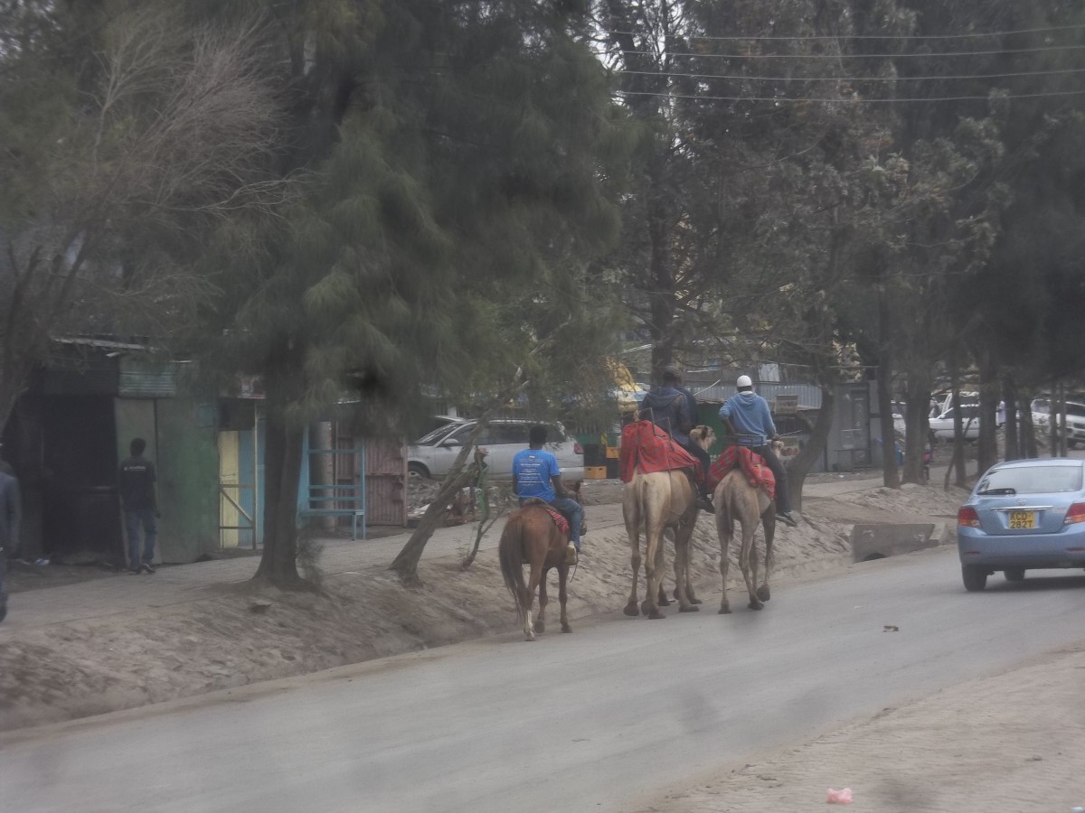 You might be lucky to see a horse rider and camel riders in Nairobi. They are used to give rides to children in entertainment joints