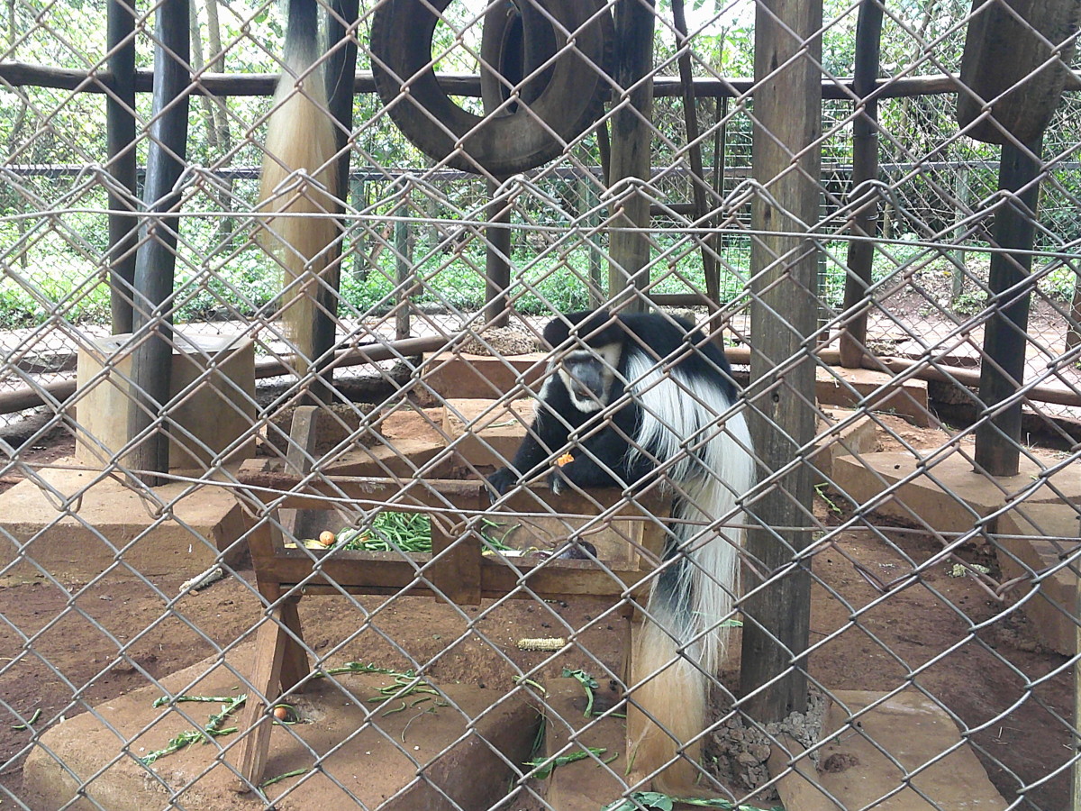 A colobus Monkey at the Nairobi Nature Walk