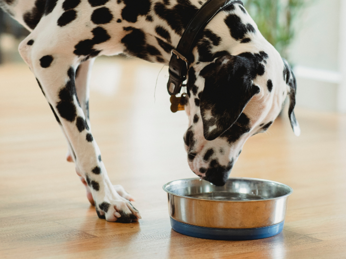 Does Alkaline Water Really Help Dogs’ Health?