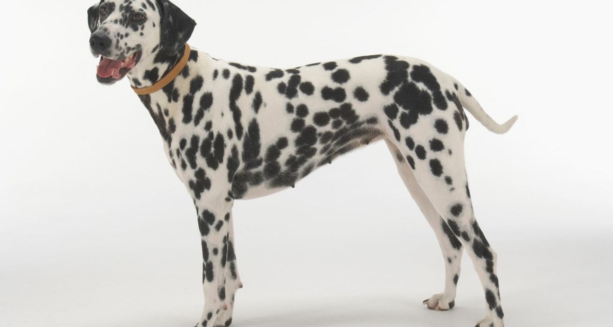 5 Best Dog Breeds for Hot Weather HubPages