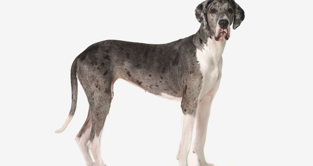 5 Best Dog Breeds for Hot Weather HubPages