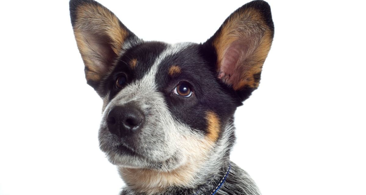 5 Best Dog Breeds for Hot Weather HubPages