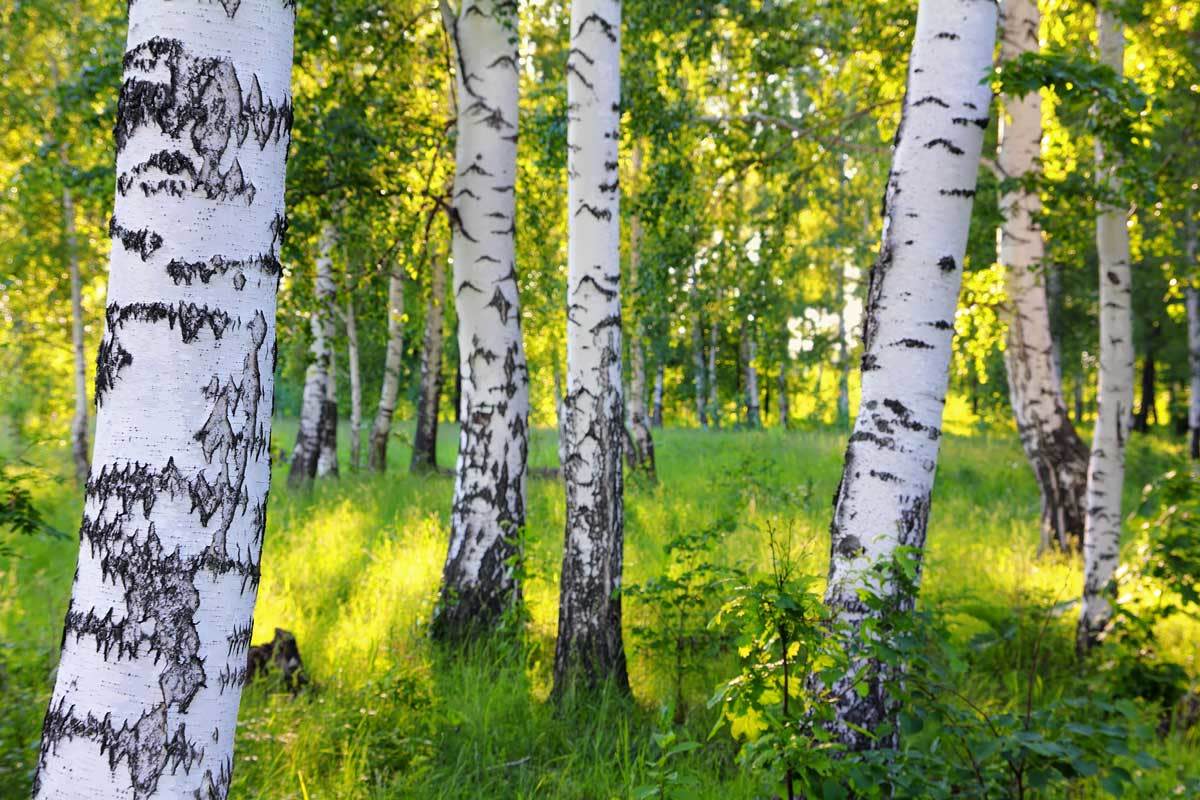 Tall, stately birch trees