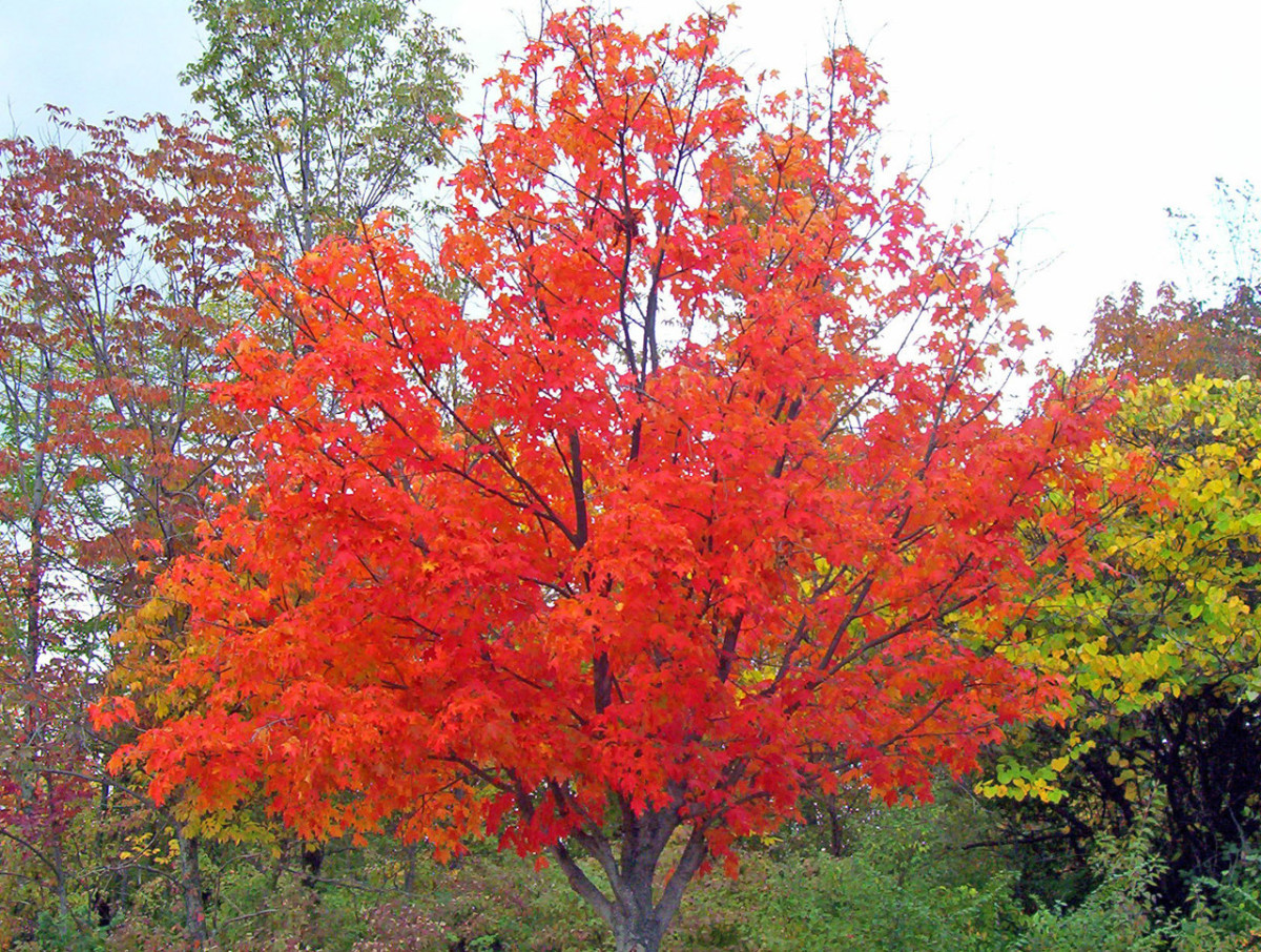 Maple trees are colorful crowd-pleasers.