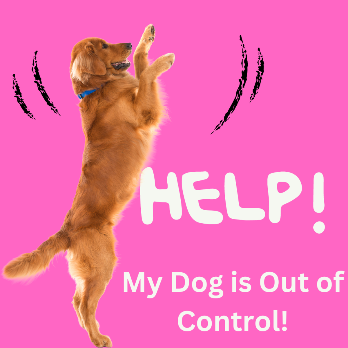 Help, My Dog Is Out of Control and Acting Out! (7 Tips for Settling)