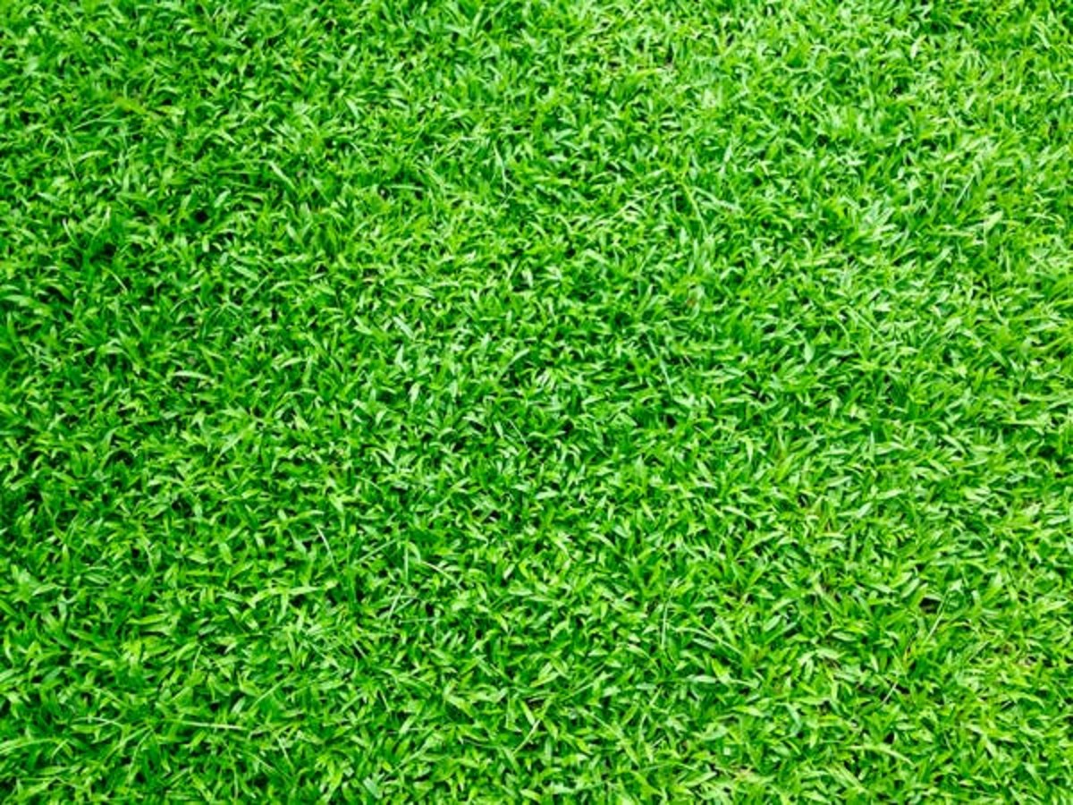 Common Mistakes To Avoid When Laying Turf