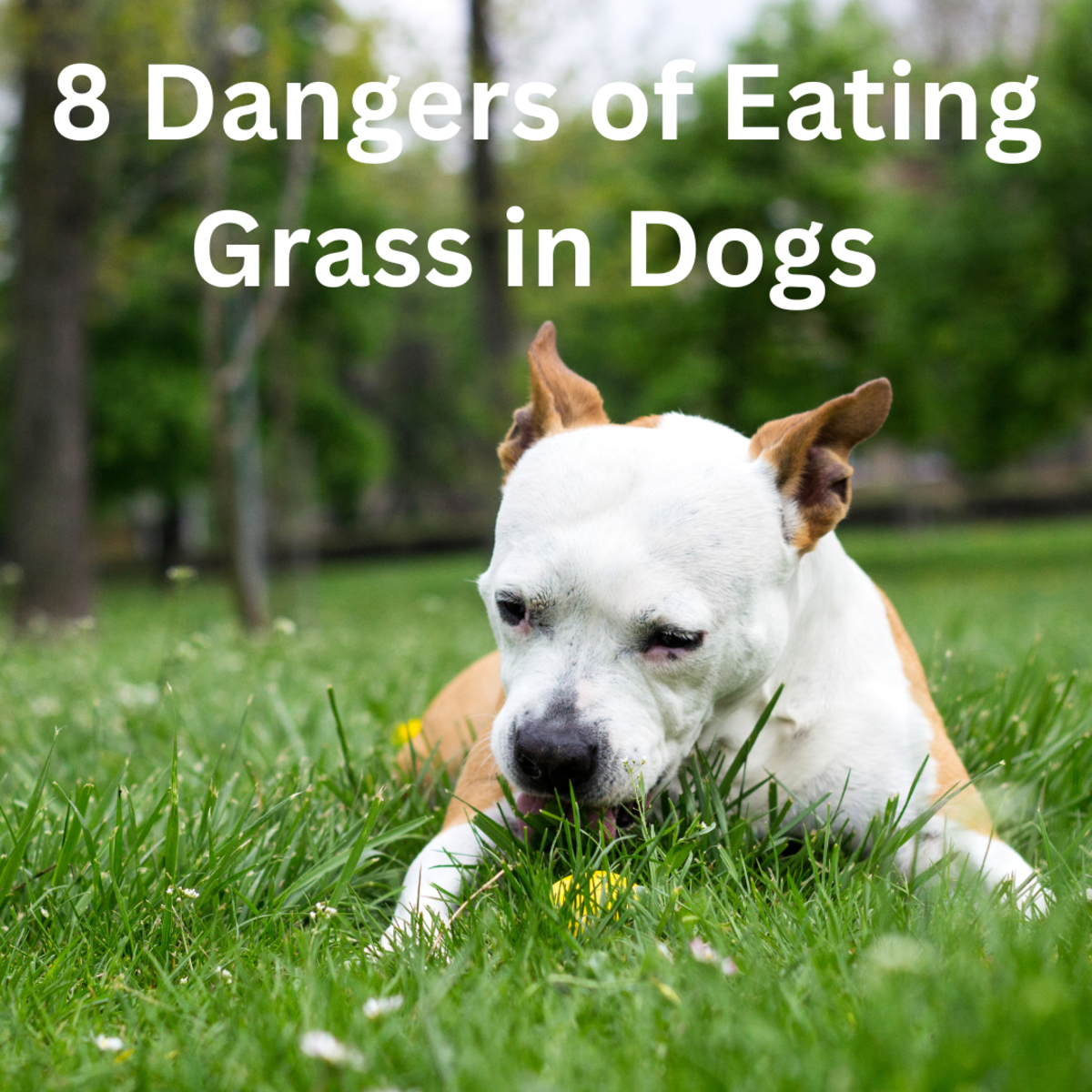 Should I Let My Dog Eat Grass? 8 Dangers to Be Aware Of