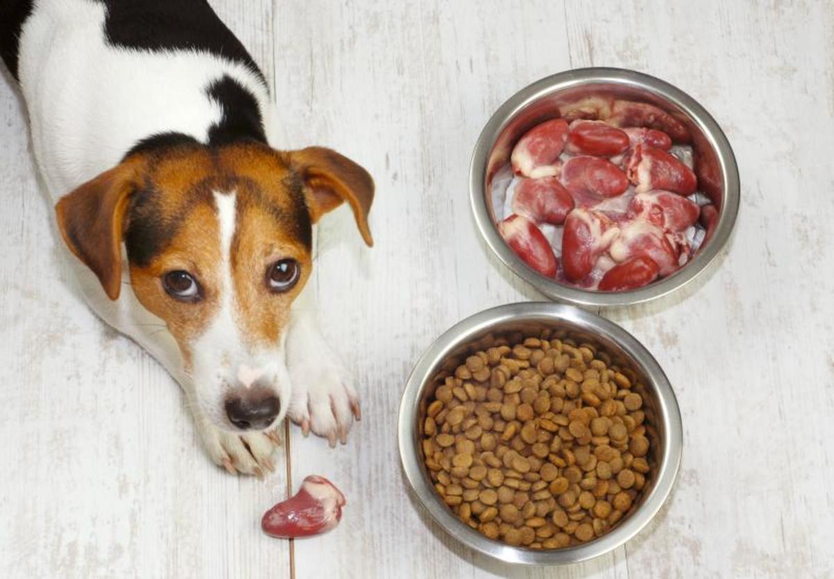 choosing-best-food-for-your-small-dog