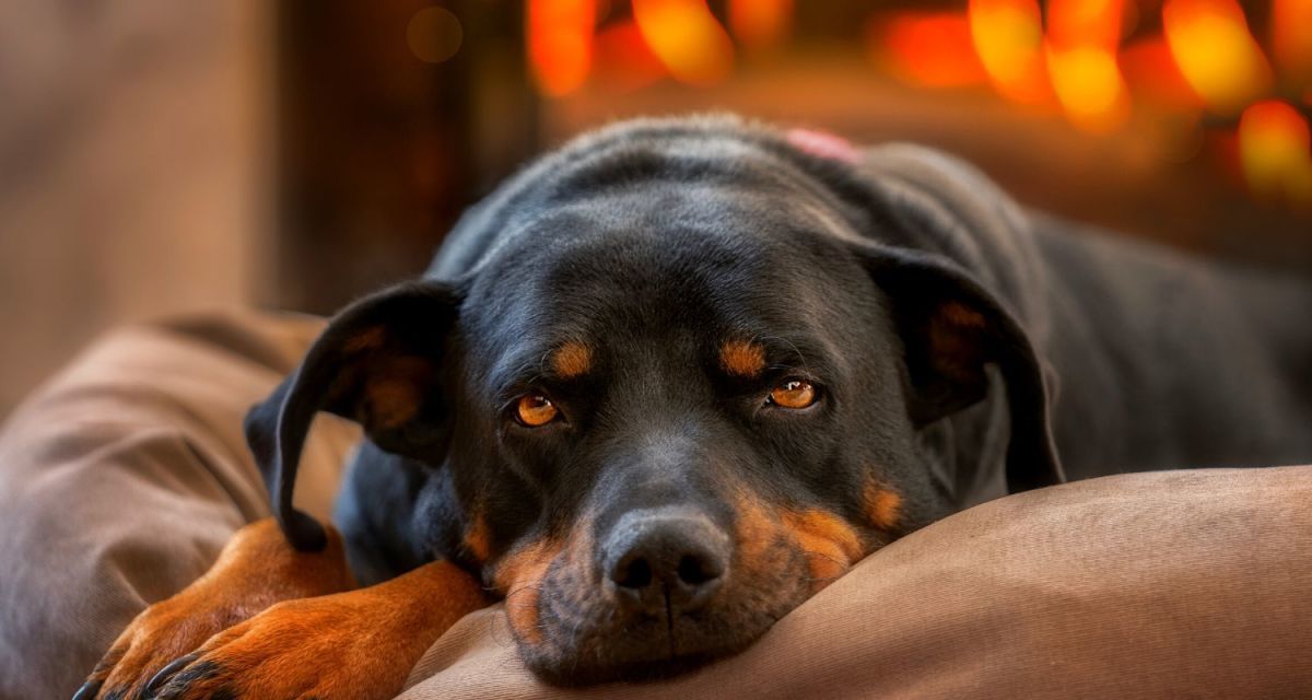 5 Strange Things Dogs Do in Their Sleep