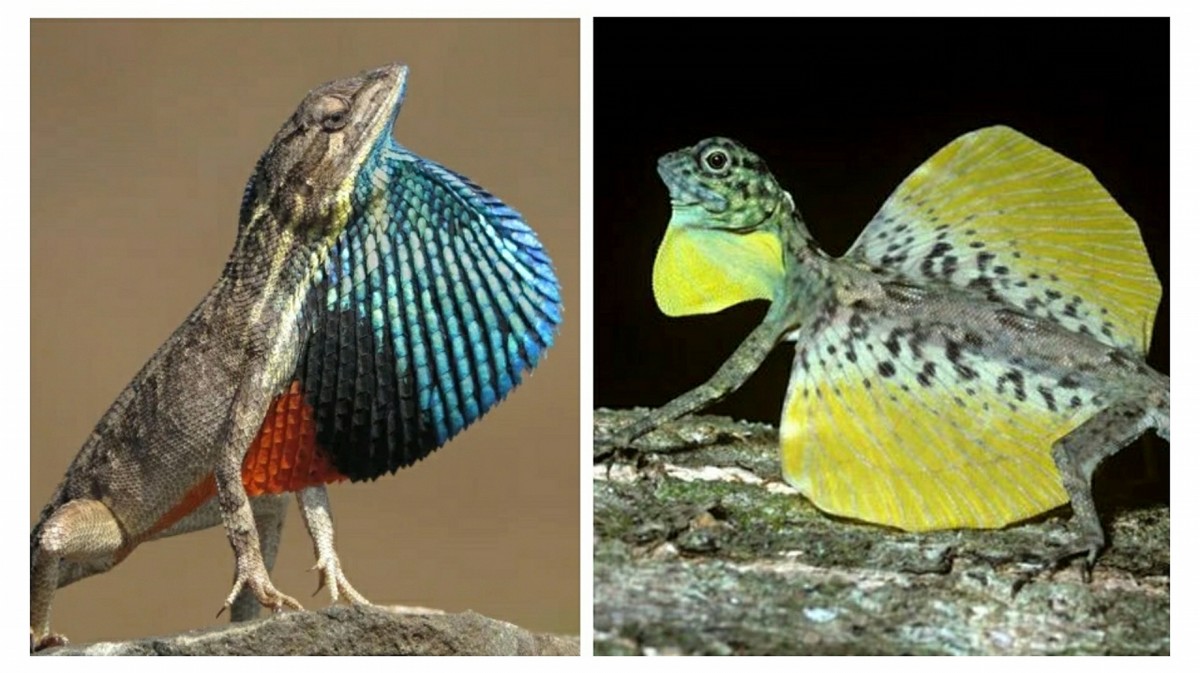 10 Types Of Most Beautiful Lizards In The World With Honorable 
