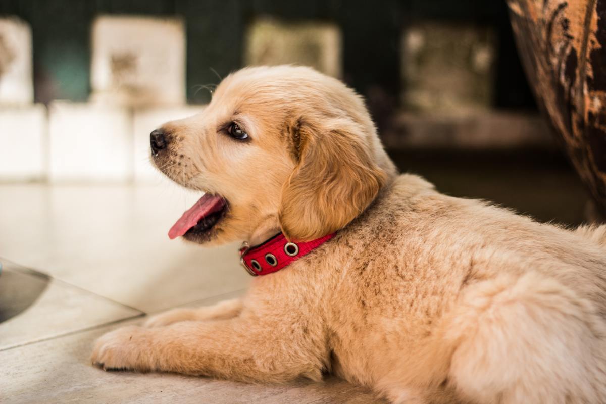 The First 48 Hours With a New Puppy: What to Expect