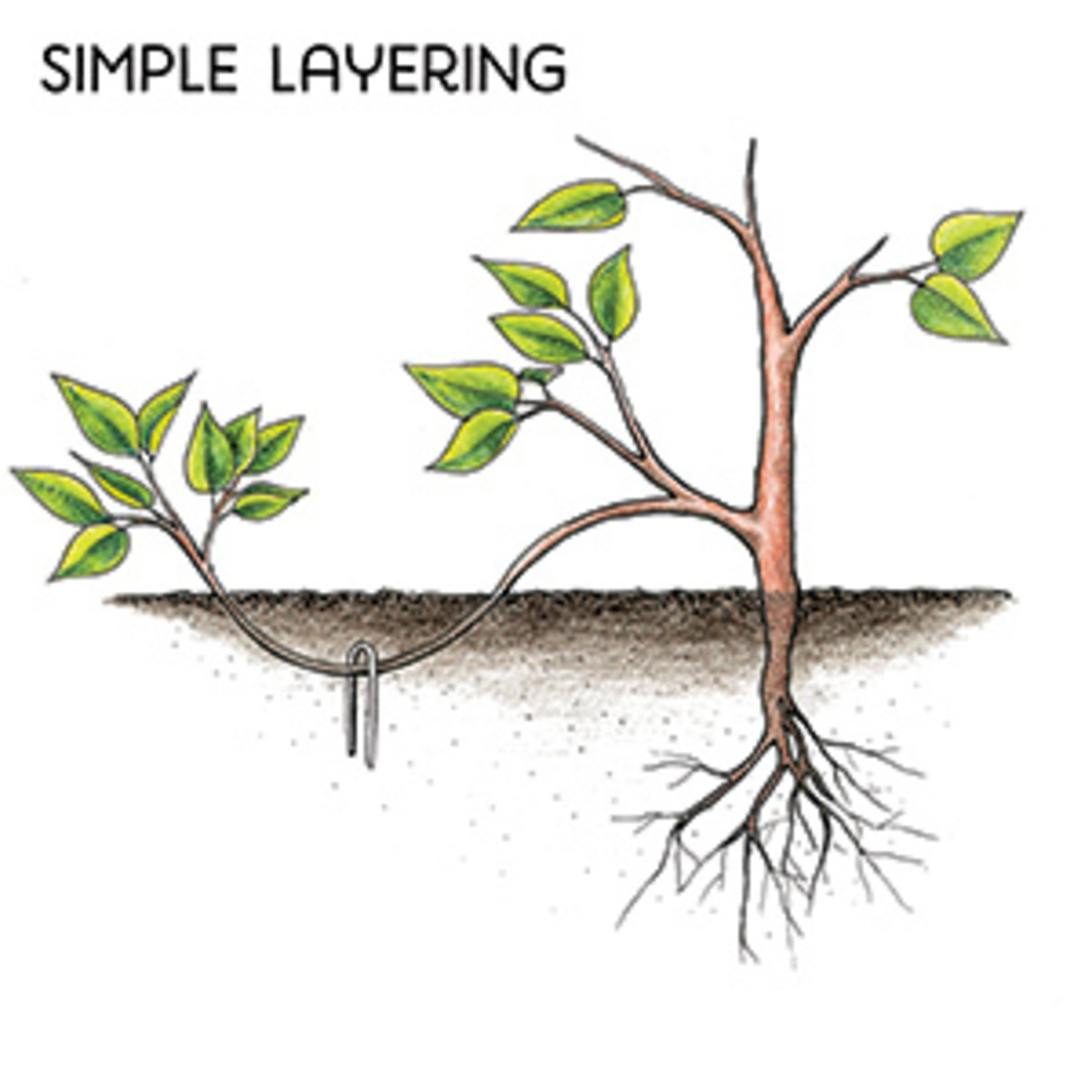 various-ways-to-propagate-trees-a-step-by-step-guide