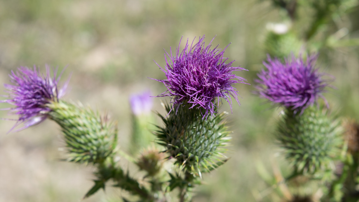 The Bull Thistle Plant: Is It Just a Weed?