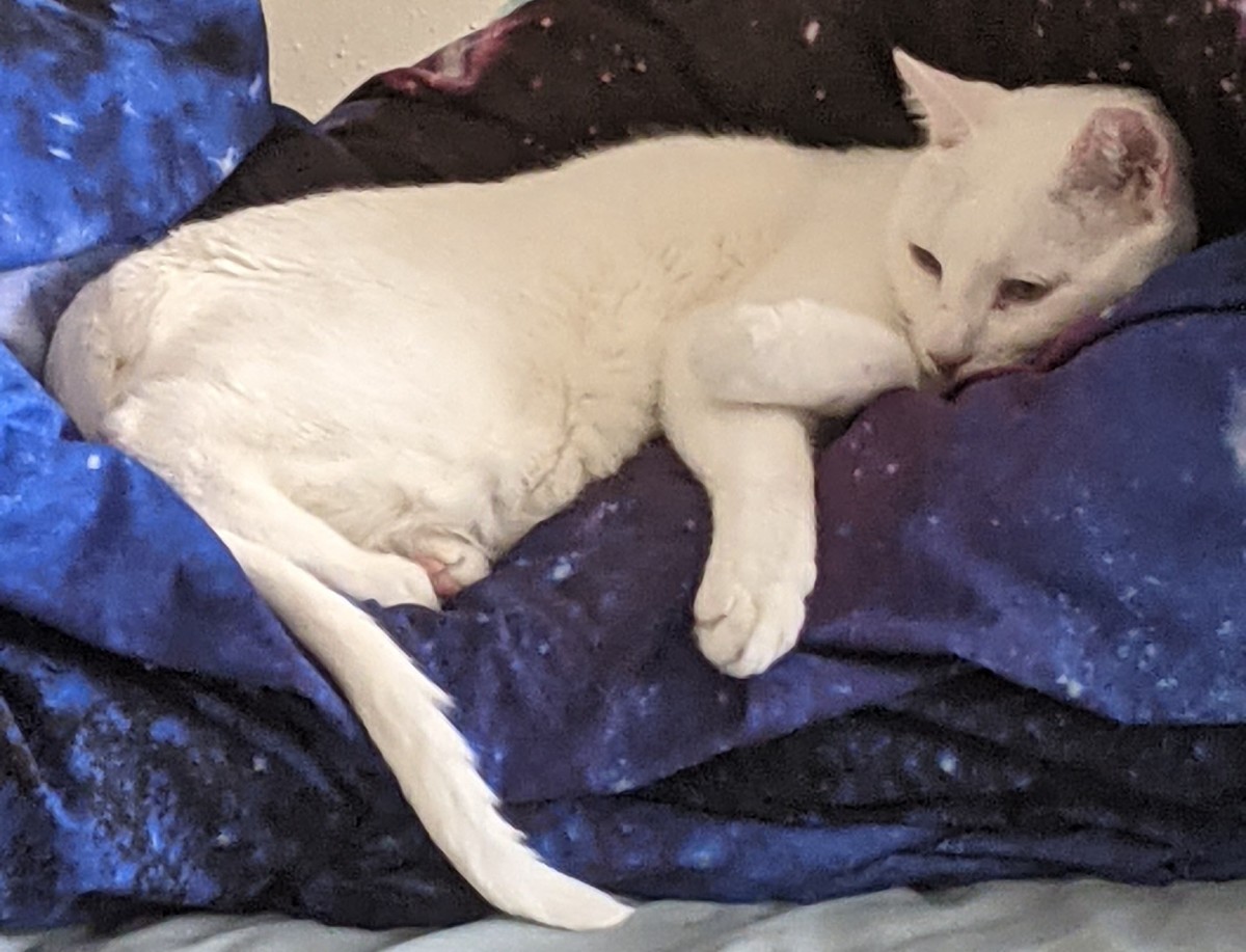Heavy Breathing Cat Signs Your Cat May Have A Respiratory Issue 