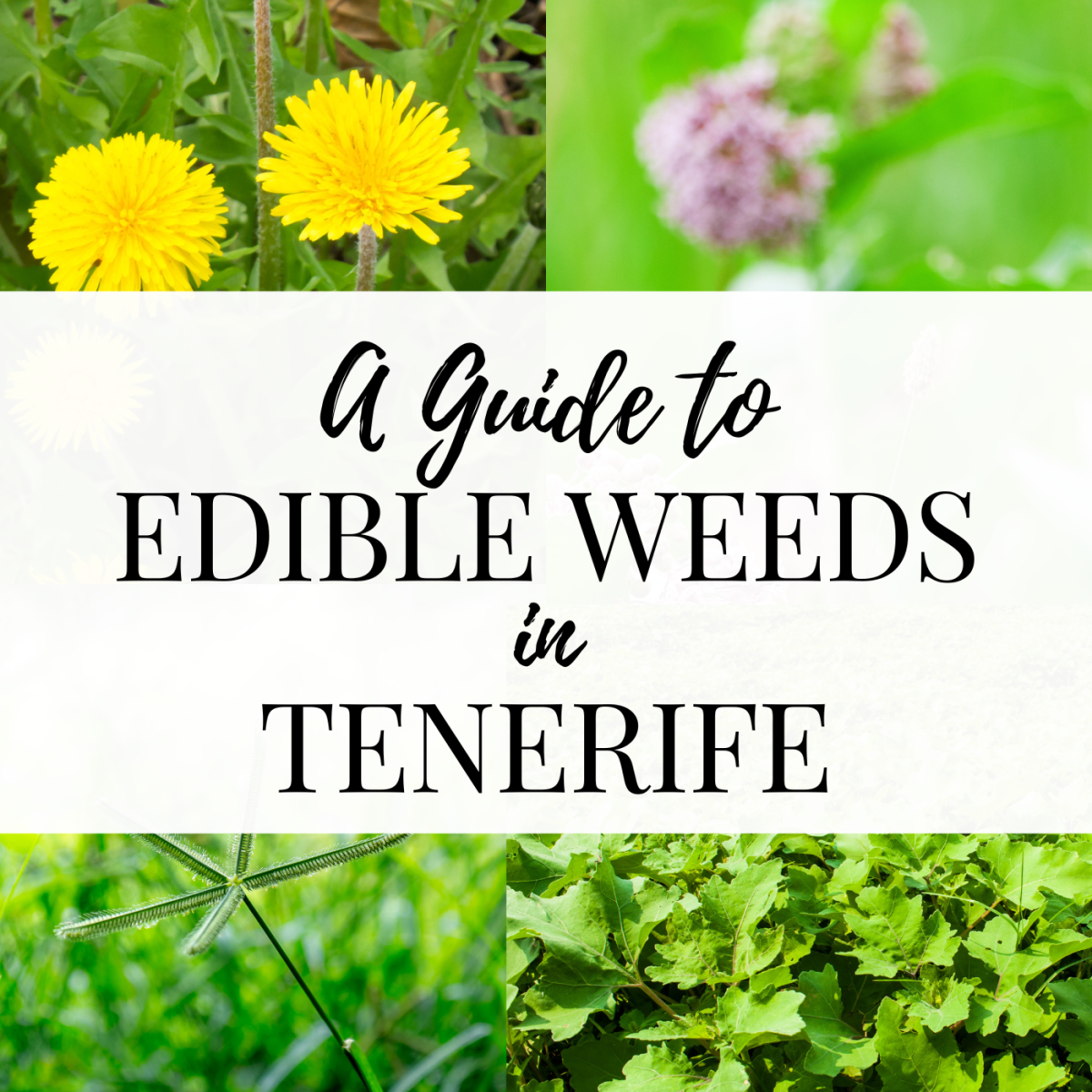 A Nutritious Guide to Edible Weeds in Tenerife, Spain