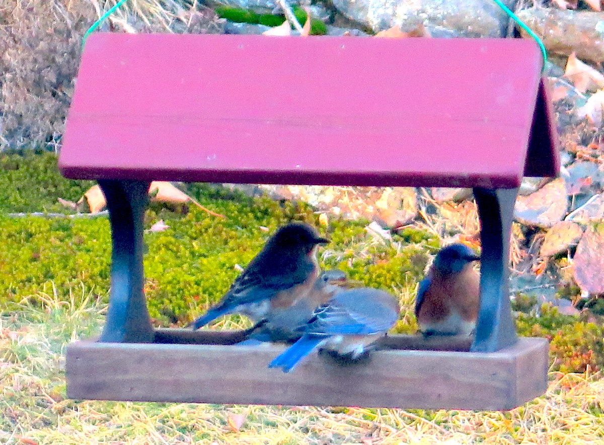 Four bluebirds flock to the feeder to feast on dried mealworm treats.