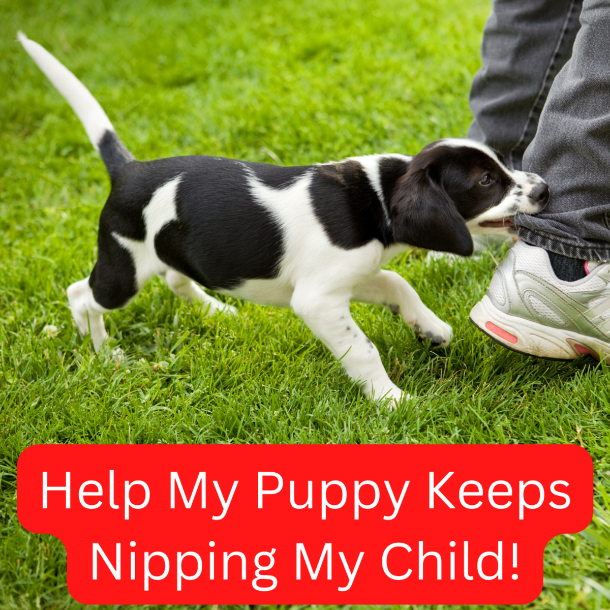 Ways to store stop puppy biting