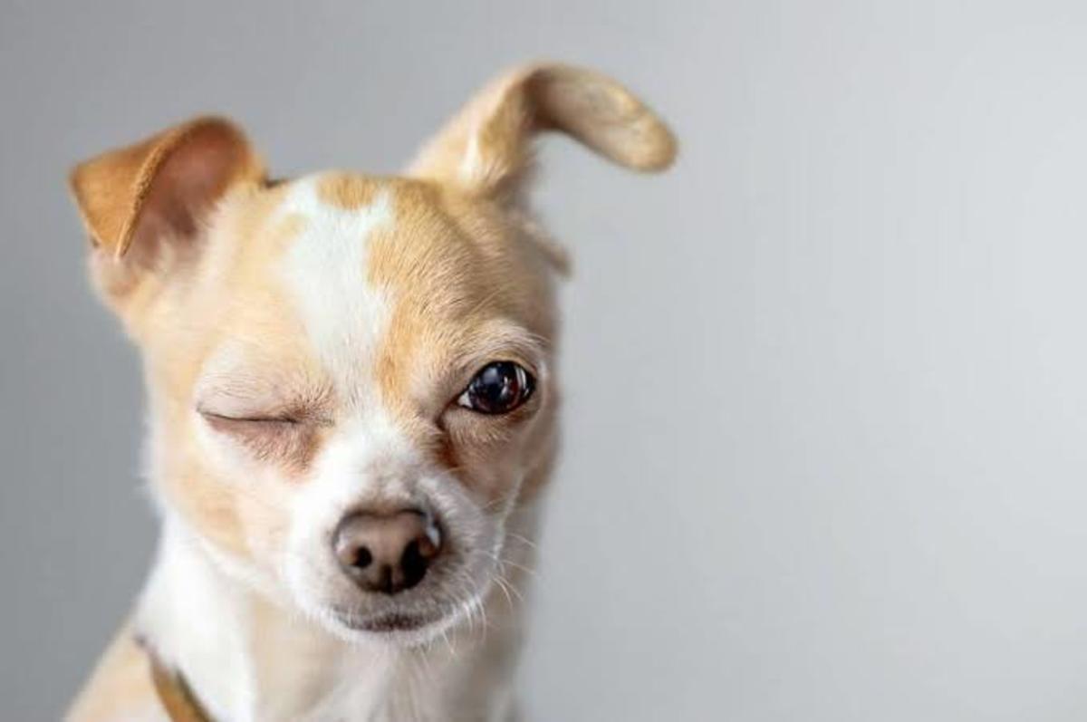 real-meanings-behind-10-odd-dog-behaviour