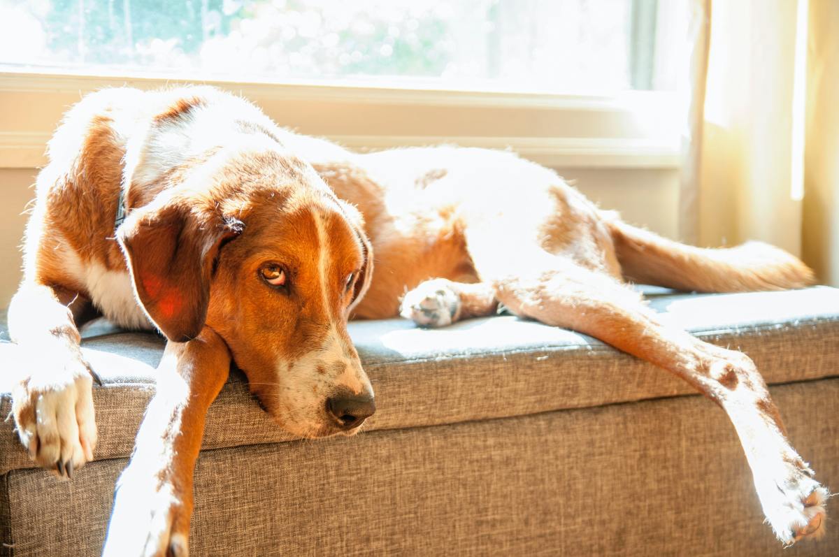 your-dog-won-t-move-from-one-spot-this-might-be-why-pethelpful