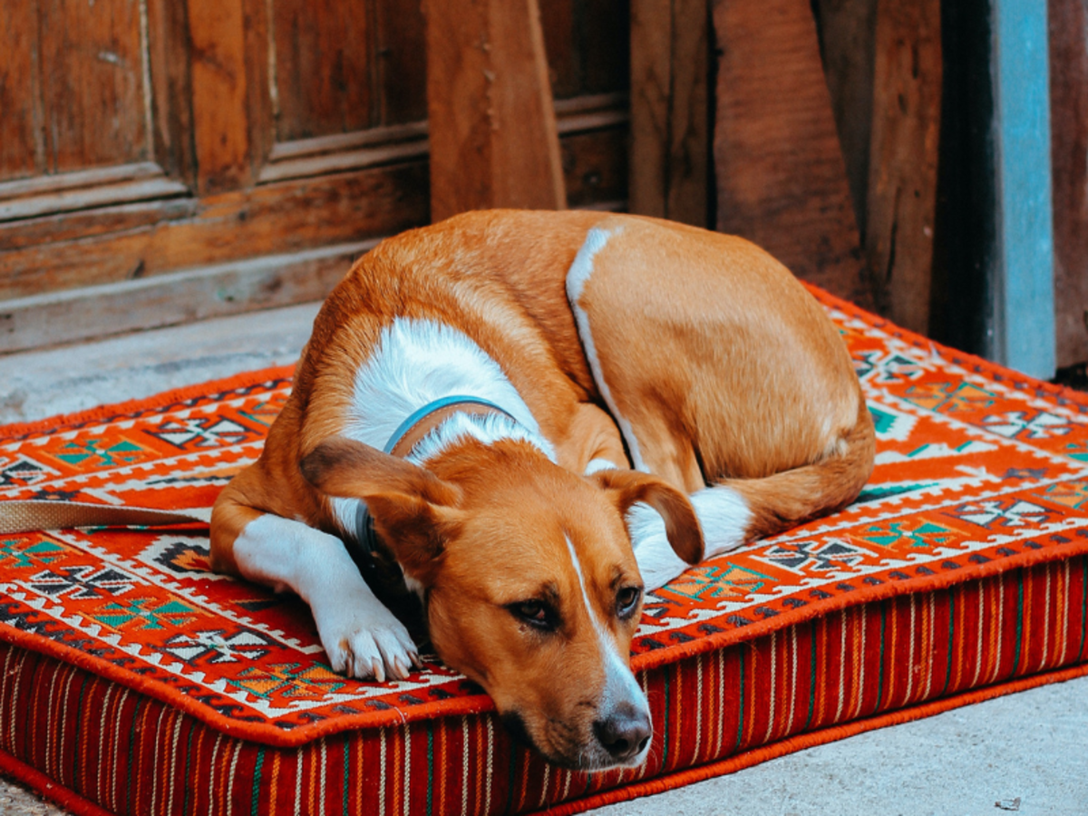 Why Does My Dog Sleep by the Door: The Top Ten Reasons