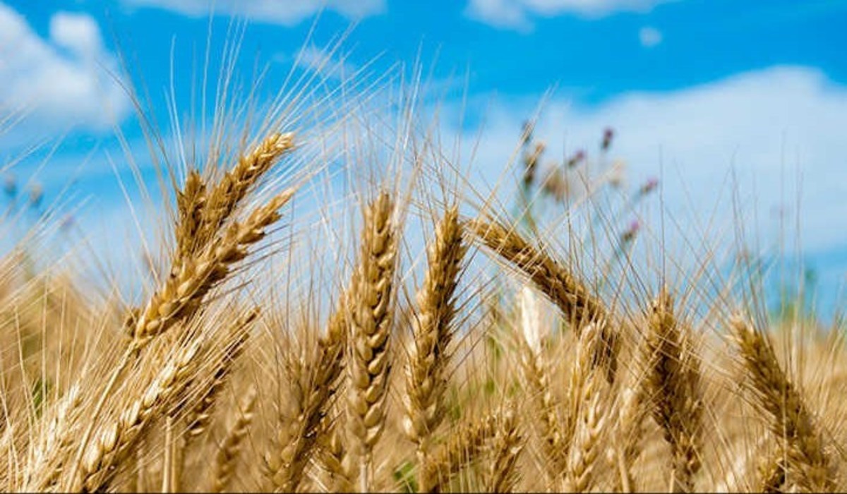 How to Grow Wheat in 11 Steps