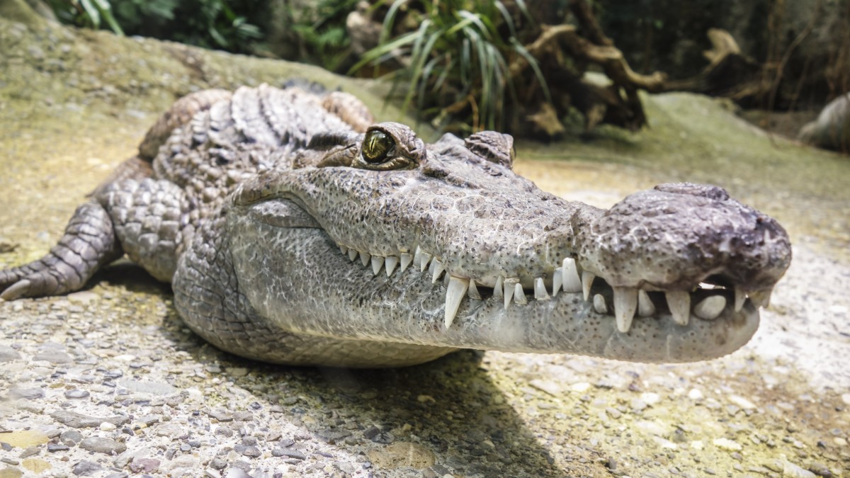 Siamese Crocodile 