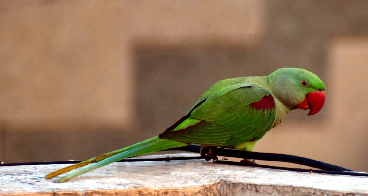 The Swift Parrot