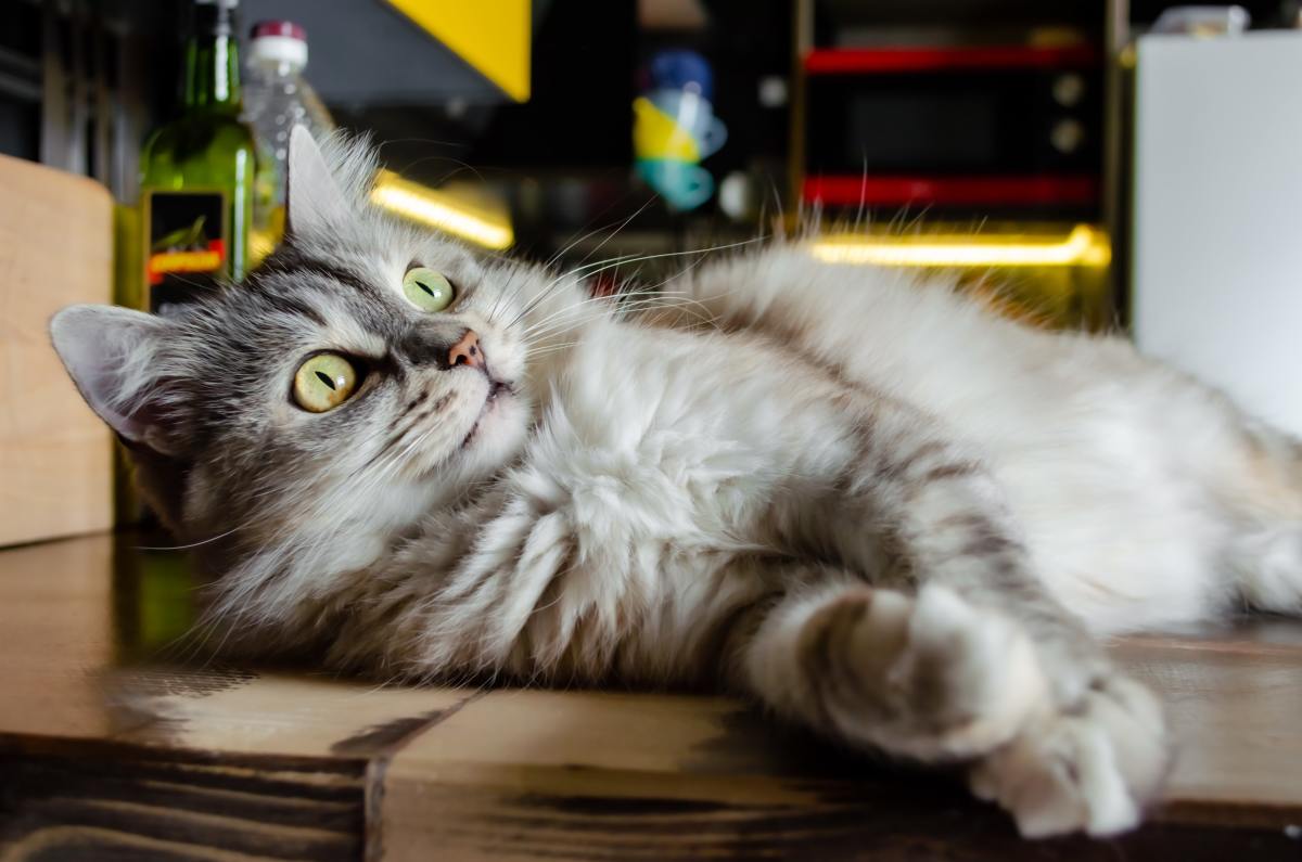 5 Ways To Naturally Care For A Cat s Lipoma At Home PetHelpful