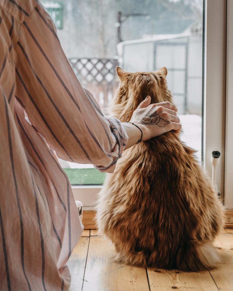 5 Ways To Naturally Care For A Cat s Lipoma At Home PetHelpful
