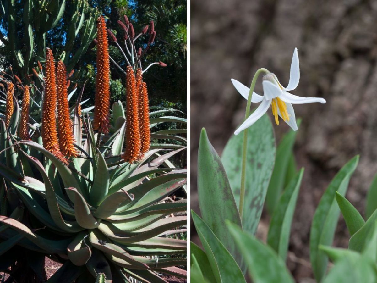 A Guide to USDA Hardiness Zones HubPages