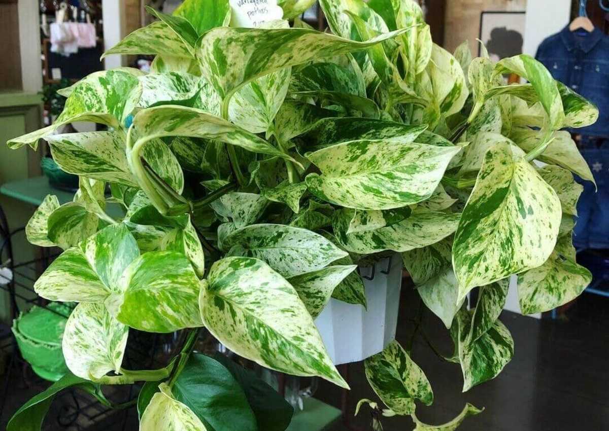 You can't beat a Pothos plant for being easy to grow.  