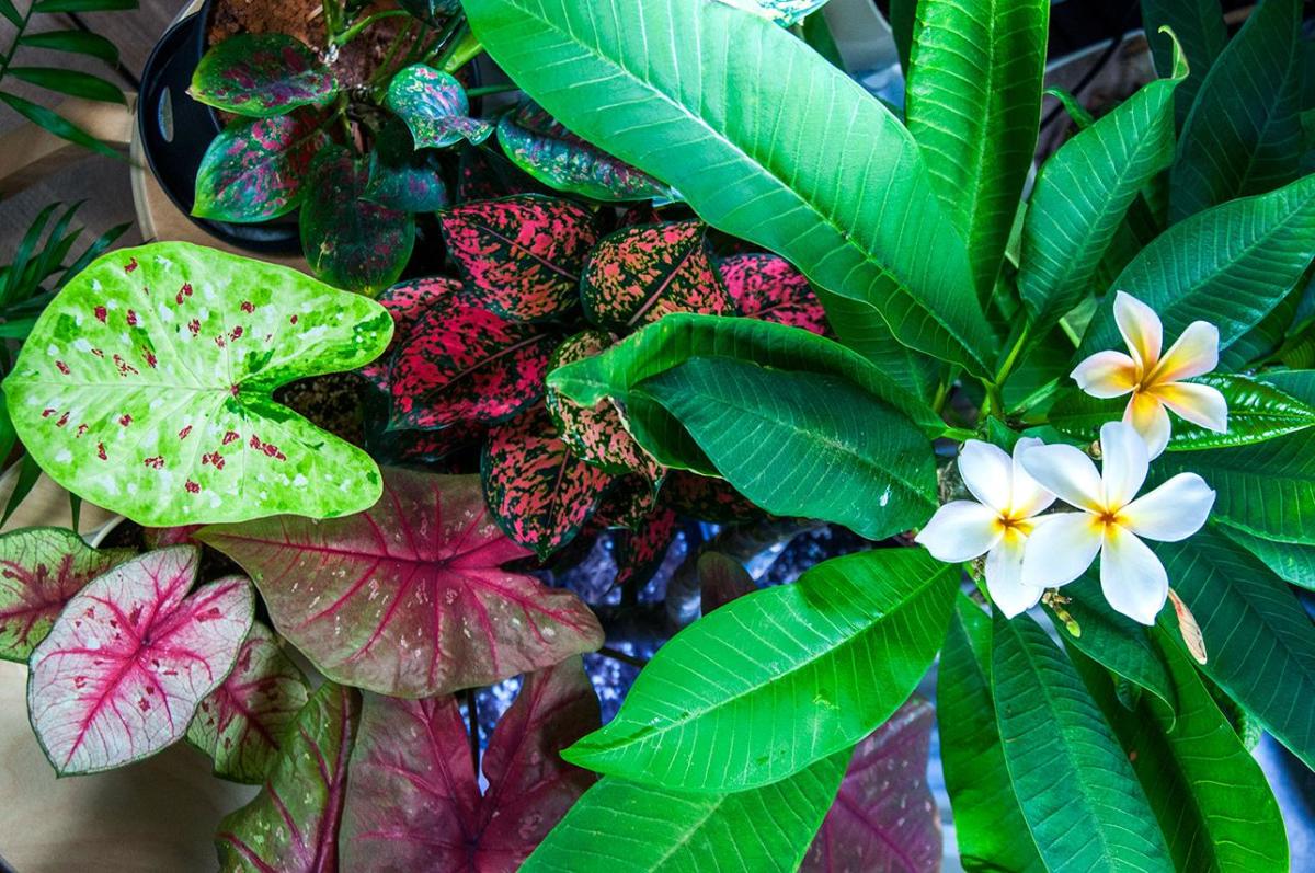 How to Successfully Grow Tropical Houseplants