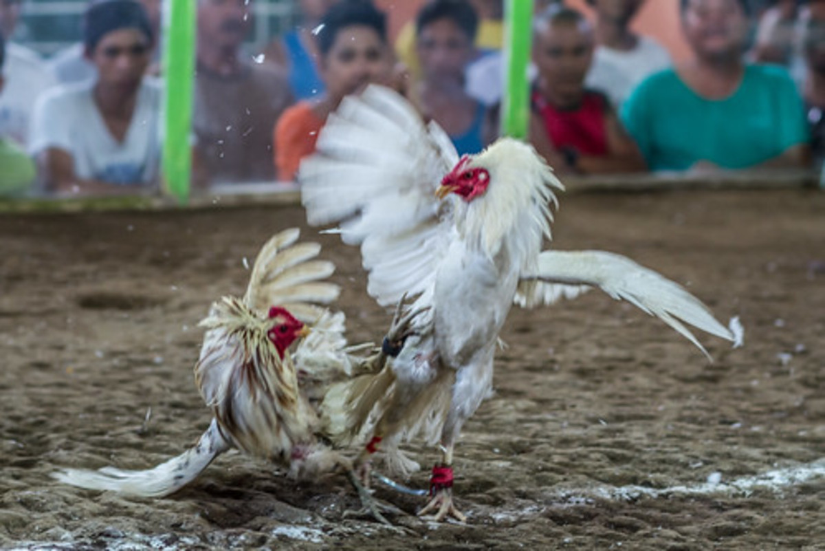 Cockfight in the Philippines where the activity is legal.
