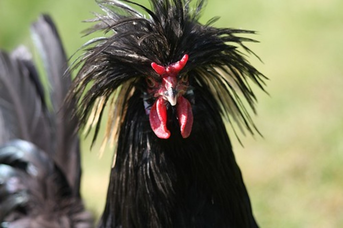 Exotic breeds of chickens are far removed from the barnyard hen.