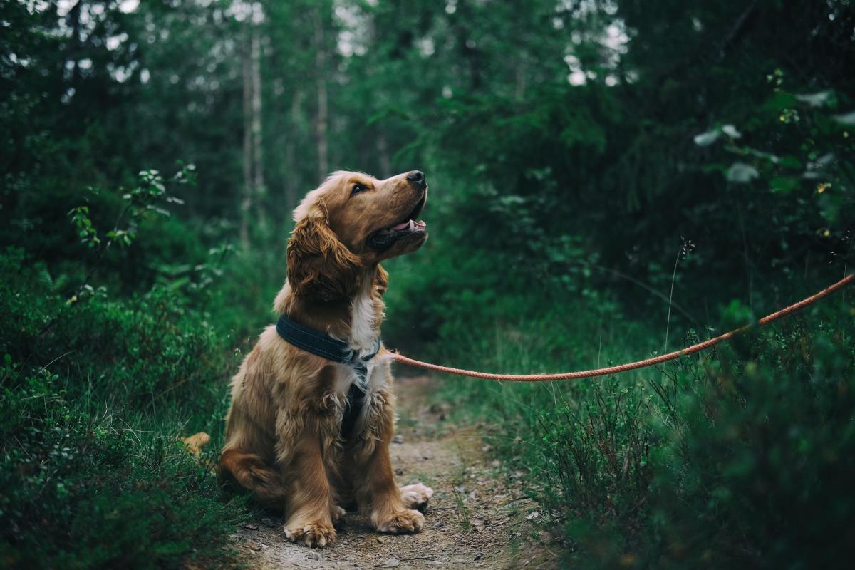 I Think I Saw Heartworms in My Dog's Poop. What Now? - PetHelpful